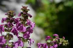 Pedicularis pectinata